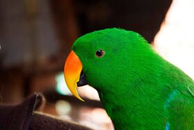 Poncho the Eclectus.jpg